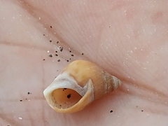 Phasianella