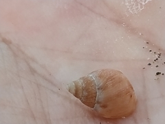Phasianella