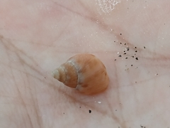 Phasianella