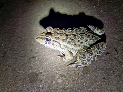 Hoplobatrachus crassus