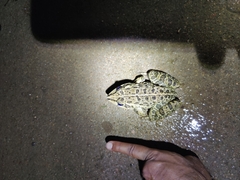 Hoplobatrachus crassus