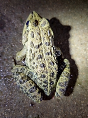 Hoplobatrachus crassus