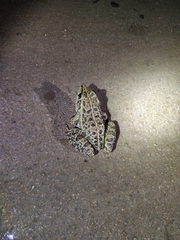 Hoplobatrachus crassus
