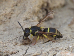Allodynerus