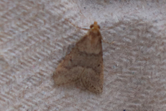 Bostra obsoletalis