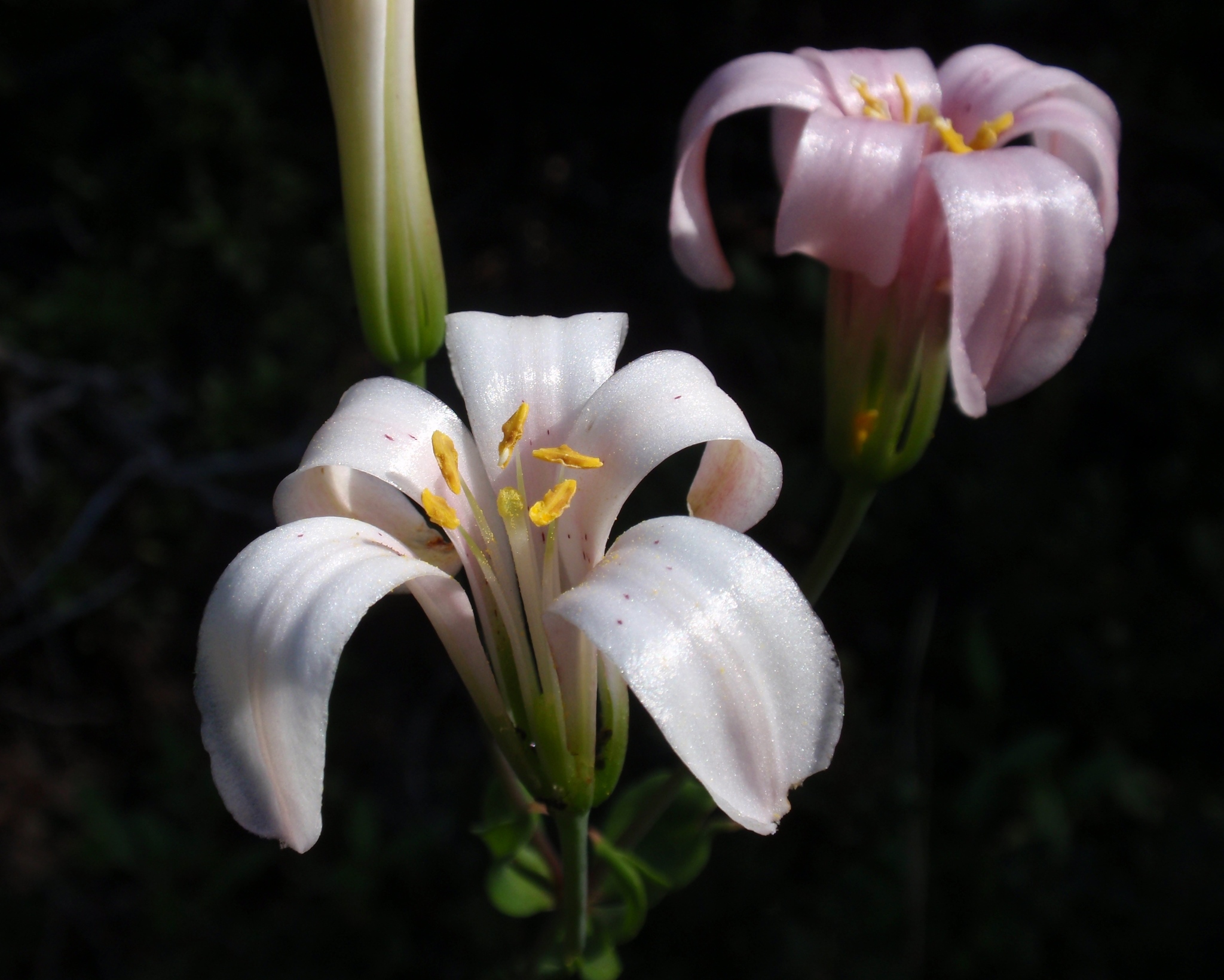 Lilium rubescens