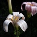Lilium rubescens - Photo (c) Tom Hilton,  זכויות יוצרים חלקיות (CC BY)