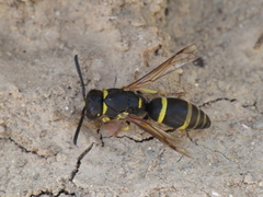 Allodynerus