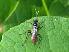 Hoplismenus bispinatorius