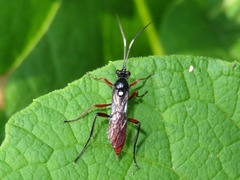 Hoplismenus bispinatorius