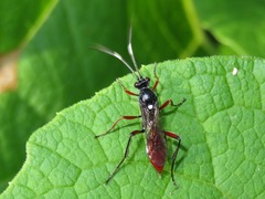 Hoplismenus bispinatorius