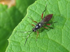 Hoplismenus bispinatorius