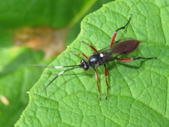 Hoplismenus bispinatorius