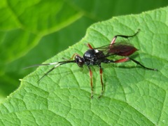 Hoplismenus bispinatorius