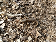 Lissotriton vulgaris meridionalis
