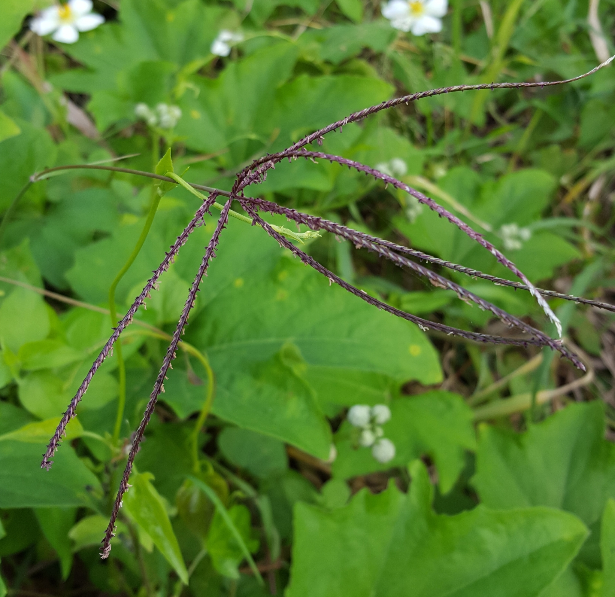 (c) François Rousseu, certains droits réservés (CC BY-NC) https://www.inaturalist.org/observations/87687732