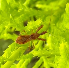 Irantha