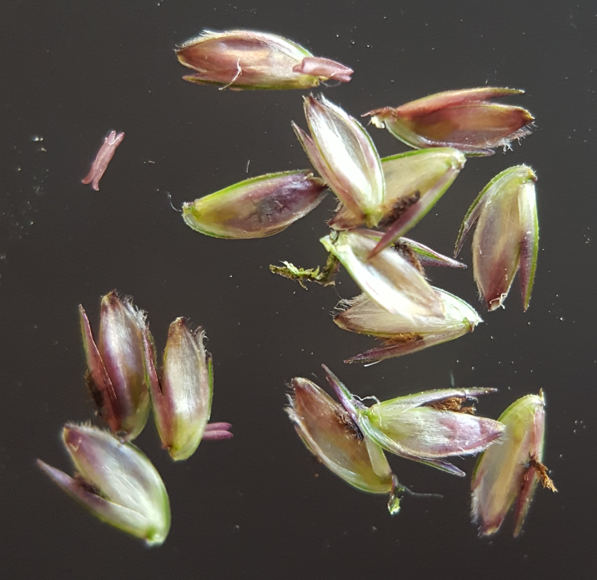 (c) François Rousseu, certains droits réservés (CC BY-NC) https://www.inaturalist.org/observations/87687732