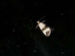 Maliattha quadripartita