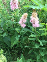 Spiraea salicifolia