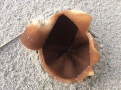 Peziza oceanica