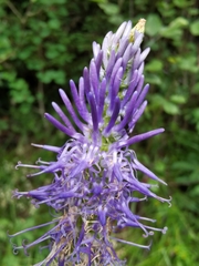 Phyteuma persicifolium