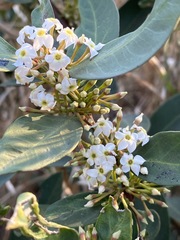 Acokanthera oppositifolia