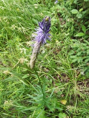 Phyteuma persicifolium