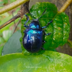 Platycorynus peregrinus