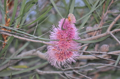 Hakea francisiana