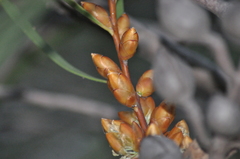Hakea francisiana