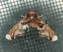 Eutelia pulcherrimus