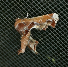 Eutelia pulcherrimus