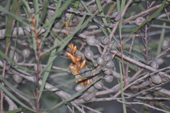 Hakea francisiana