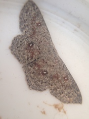 Cyclophora pendularia