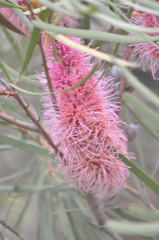 Hakea francisiana