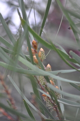 Hakea francisiana