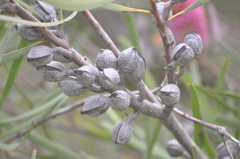 Hakea francisiana