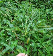 Cyperus distans