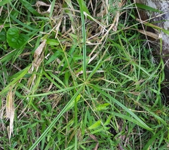 Cyperus distans