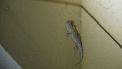 Tarentola mauritanica