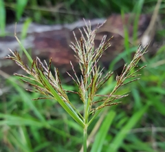 Cyperus distans
