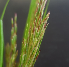 Cyperus distans