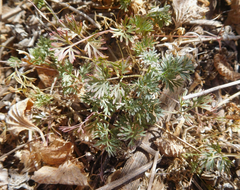 Ammoselinum popei