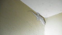 Tarentola mauritanica