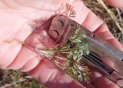 Ammoselinum popei