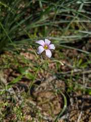 Oxalis lateriflora