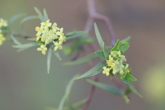 Pimelea microcephala microcephala