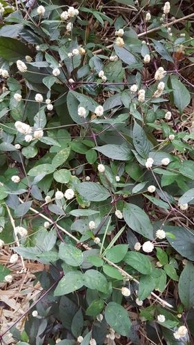 Alternanthera brasiliana image