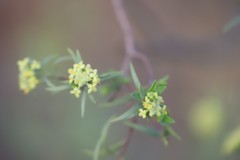 Pimelea microcephala microcephala